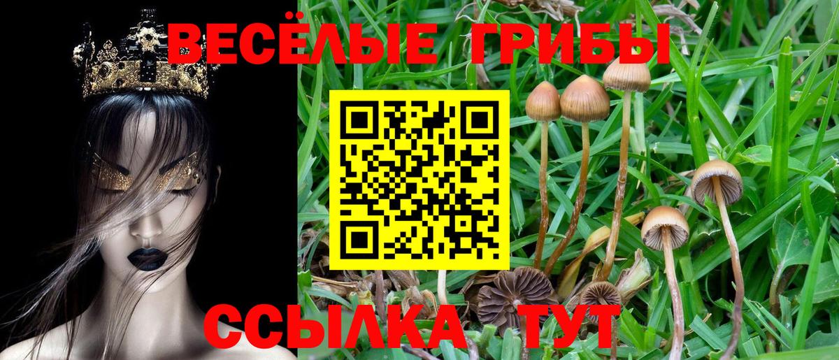 Псилоцибиновые грибы мицелий Зеленогорск
