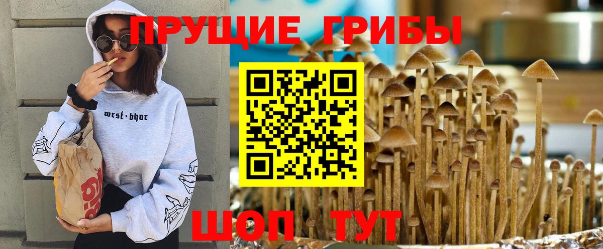 Зеленогорск  Псилоцибиновые грибы Cubensis  Вход с VPN  Псилоцибиновые грибы Cubensis 